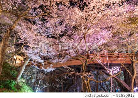 《Nagano Prefecture》 Cherry blossoms in full bloom, Takato Castle Ruins Park in spring 91650912