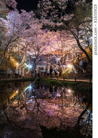《Nagano Prefecture》 Cherry blossoms in full bloom, Takato Castle Ruins Park in spring 91650919