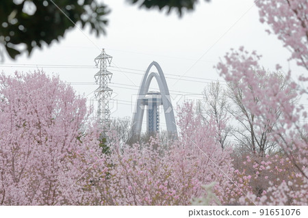 Twin Towers during the spring cherry blossom season (Twin Arch 138, Ichinomiya, Aichi Prefecture) Twin Towers during the spring cherry blossom season (Twin Arch 138, Ichinomiya, Aichi Prefecture) 91651076