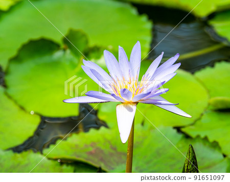Colorful and beautiful tropical water lily in full bloom Colorful and beautiful tropical water lily in full bloom 91651097