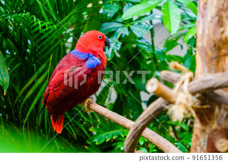 Papuan Eclectus 91651356