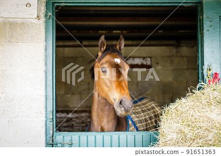 Horse in a stable 91651363