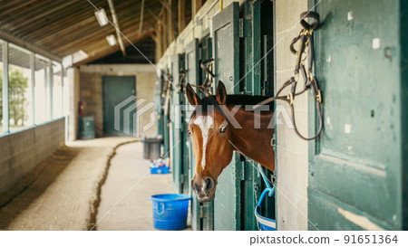 Horse in a stable Horse in a stable 91651364