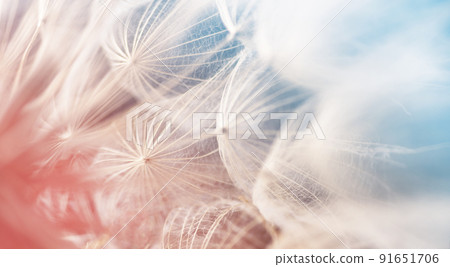 Fluffy dandelion closeup over pink and blue background. Macrophotography of dandelion seeds. Fluffy dandelion closeup over pink and blue background. Macrophotography of dandelion seeds. 91651706