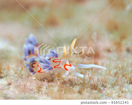 Blue glaucus 91652241