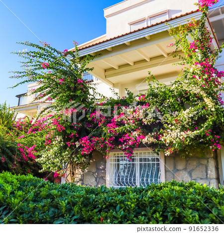 Mediterranean plants in the garden and beautiful pink and white begonville flowers on traditional summer house in Bodrum, Turkey 91652336