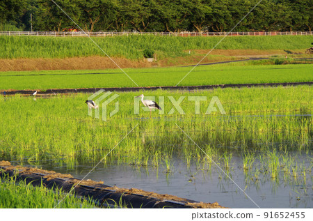雨季過後，鸛鳥飛向稻田的景象……島根縣安木市：陽光明媚 91652455