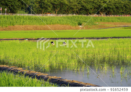 A scene of storks flying to the rice fields after the rainy season ... Yasugi City, Shimane Prefecture: Sunny A scene of storks flying to the rice fields after the rainy season ... Yasugi City, Shimane Prefecture: Sunny 91652459