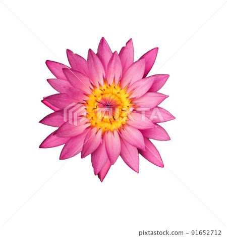 Top view of blossom pink lotus isolated on white background. Picture was focus on the yellow pollen of the flower 91652712