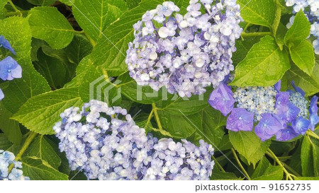 繡球花9 繡球花9 91652735