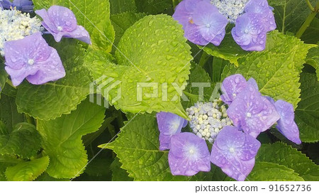 繡球花10 繡球花10 91652736