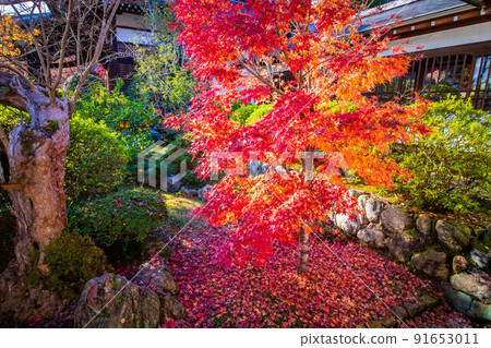 埼玉飯能的秋天，秋天顏色的野神寺 91653011