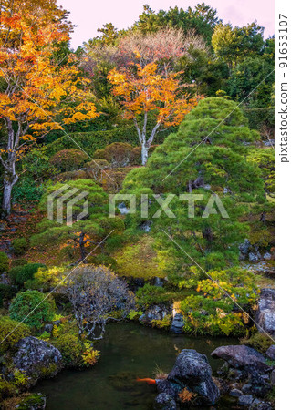 秋天的埼玉飯能，彩葉的諾蓮寺花園 91653107