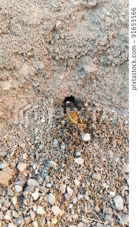 Ground bees become active in early spring. These bees dig nests in the ground, often in bare patches of the lawn or garden. 91653566