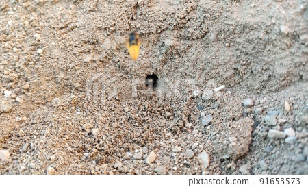 Ground bees become active in early spring. These bees dig nests in the ground, often in bare patches of the lawn or garden. Ground bees become active in early spring. These bees dig nests in the ground, often in bare patches of the lawn or garden. 91653573