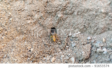 Ground bees become active in early spring. These bees dig nests in the ground, often in bare patches of the lawn or garden. 91653574