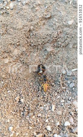 Ground bees become active in early spring. These bees dig nests in the ground, often in bare patches of the lawn or garden. 91653832