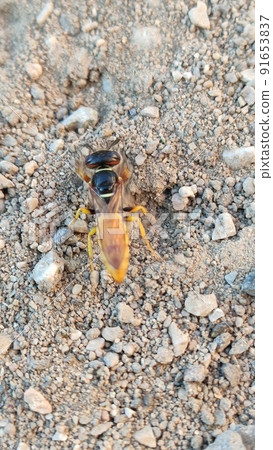 Ground bees become active in early spring. These bees dig nests in the ground, often in bare patches of the lawn or garden. 91653837