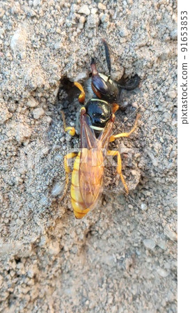 Ground bees become active in early spring. These bees dig nests in the ground, often in bare patches of the lawn or garden. Ground bees become active in early spring. These bees dig nests in the ground, often in bare patches of the lawn or garden. 91653853