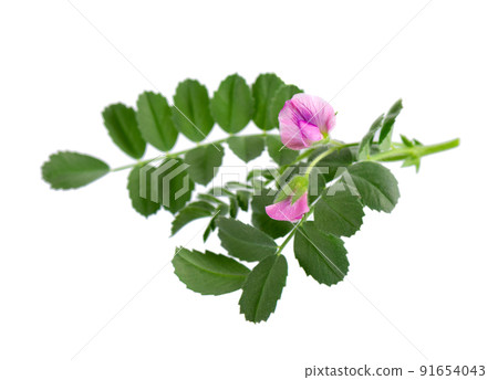 Green chickpeas branch with flowers, isolated on white background. Cicer arietinum. Clipping path. Green chickpeas branch with flowers, isolated on white background. Cicer arietinum. Clipping path. 91654043