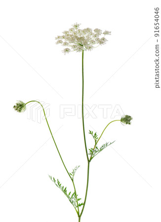 Wild carrot or Daucus carota, flowers isolated on white background. Medicinal herbal plant. Wild carrot or Daucus carota, flowers isolated on white background. Medicinal herbal plant. 91654046