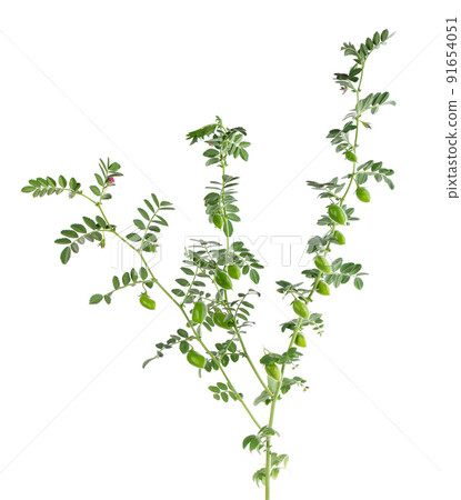 Green chickpeas branch isolated on white background. Chickpea in the pod and flowers. Green chickpeas branch isolated on white background. Chickpea in the pod and flowers. 91654051
