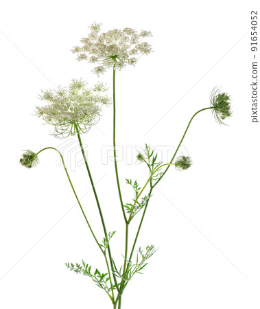 Wild carrot or Daucus carota, flowers isolated on white background. Medicinal herbal plant. Wild carrot or Daucus carota, flowers isolated on white background. Medicinal herbal plant. 91654052