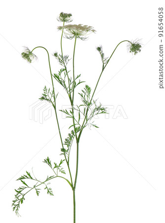 Wild carrot or Daucus carota, flowers isolated on white background. Medicinal herbal plant. 91654058