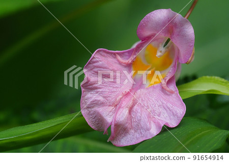 Impatiens textori flowers (pale pink) Impatiens textori flowers (pale pink) 91654914