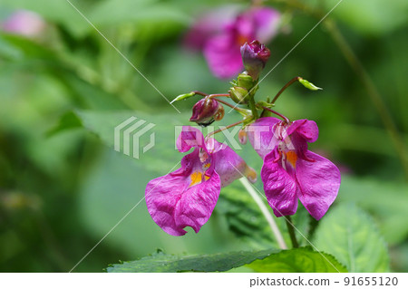 Red flower flowers Red flower flowers 91655120