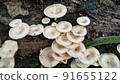 Beautiful wild white Lentinus tigrinus mushroom grows on the rotten log in the rainy season. Suitable for science, agriculture, magazine, advertising, poster, etc. Beautiful wild white Lentinus tigrinus mushroom grows on the rotten log in the rainy season. Suitable for science, agriculture, magazine, advertising, poster, etc. 91655122
