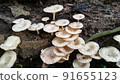 Beautiful wild white Lentinus tigrinus mushroom grows on the rotten log in the rainy season. Suitable for science, agriculture, magazine, advertising, poster, etc. Beautiful wild white Lentinus tigrinus mushroom grows on the rotten log in the rainy season. Suitable for science, agriculture, magazine, advertising, poster, etc. 91655123