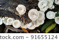 Beautiful wild white Lentinus tigrinus mushroom grows on the rotten log in the rainy season. Suitable for science, agriculture, magazine, advertising, poster, etc. Beautiful wild white Lentinus tigrinus mushroom grows on the rotten log in the rainy season. Suitable for science, agriculture, magazine, advertising, poster, etc. 91655124