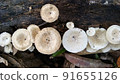 Beautiful wild white Lentinus tigrinus mushroom grows on the rotten log in the rainy season. Suitable for science, agriculture, magazine, advertising, poster, etc. Beautiful wild white Lentinus tigrinus mushroom grows on the rotten log in the rainy season. Suitable for science, agriculture, magazine, advertising, poster, etc. 91655126