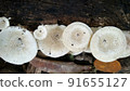Beautiful wild white Lentinus tigrinus mushroom grows on the rotten log in the rainy season. Suitable for science, agriculture, magazine, advertising, poster, etc. Beautiful wild white Lentinus tigrinus mushroom grows on the rotten log in the rainy season. Suitable for science, agriculture, magazine, advertising, poster, etc. 91655127