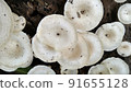 Beautiful wild white Lentinus tigrinus mushroom grows on the rotten log in the rainy season. Suitable for science, agriculture, magazine, advertising, poster, etc. Beautiful wild white Lentinus tigrinus mushroom grows on the rotten log in the rainy season. Suitable for science, agriculture, magazine, advertising, poster, etc. 91655128