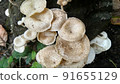 Beautiful wild white Lentinus tigrinus mushroom grows on the rotten log in the rainy season. Suitable for science, agriculture, magazine, advertising, poster, etc. Beautiful wild white Lentinus tigrinus mushroom grows on the rotten log in the rainy season. Suitable for science, agriculture, magazine, advertising, poster, etc. 91655129