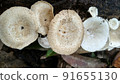 Beautiful wild white Lentinus tigrinus mushroom grows on the rotten log in the rainy season. Suitable for science, agriculture, magazine, advertising, poster, etc. Beautiful wild white Lentinus tigrinus mushroom grows on the rotten log in the rainy season. Suitable for science, agriculture, magazine, advertising, poster, etc. 91655130