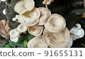 Beautiful wild white Lentinus tigrinus mushroom grows on the rotten log in the rainy season. Suitable for science, agriculture, magazine, advertising, poster, etc. Beautiful wild white Lentinus tigrinus mushroom grows on the rotten log in the rainy season. Suitable for science, agriculture, magazine, advertising, poster, etc. 91655131