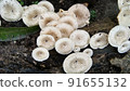 Beautiful wild white Lentinus tigrinus mushroom grows on the rotten log in the rainy season. Suitable for science, agriculture, magazine, advertising, poster, etc. Beautiful wild white Lentinus tigrinus mushroom grows on the rotten log in the rainy season. Suitable for science, agriculture, magazine, advertising, poster, etc. 91655132