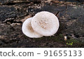Beautiful wild white Lentinus tigrinus mushroom grows on the rotten log in the rainy season. Suitable for science, agriculture, magazine, advertising, poster, etc. Beautiful wild white Lentinus tigrinus mushroom grows on the rotten log in the rainy season. Suitable for science, agriculture, magazine, advertising, poster, etc. 91655133