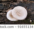 Beautiful wild white Lentinus tigrinus mushroom grows on the rotten log in the rainy season. Suitable for science, agriculture, magazine, advertising, poster, etc. Beautiful wild white Lentinus tigrinus mushroom grows on the rotten log in the rainy season. Suitable for science, agriculture, magazine, advertising, poster, etc. 91655134