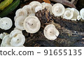 Beautiful wild white Lentinus tigrinus mushroom grows on the rotten log in the rainy season. Suitable for science, agriculture, magazine, advertising, poster, etc. Beautiful wild white Lentinus tigrinus mushroom grows on the rotten log in the rainy season. Suitable for science, agriculture, magazine, advertising, poster, etc. 91655135