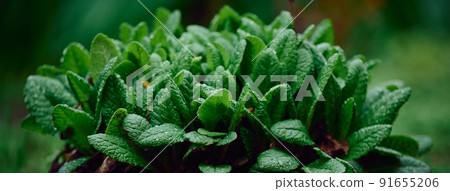 bush with large green leaves Primula acaulis in the garden on a spring 91655206