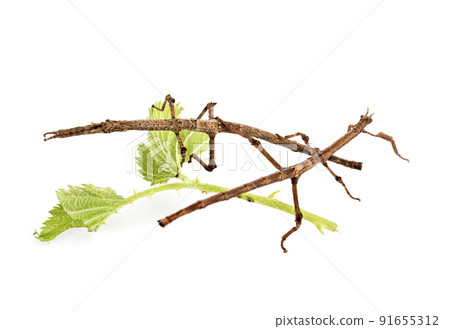 stick insect in studio 91655312