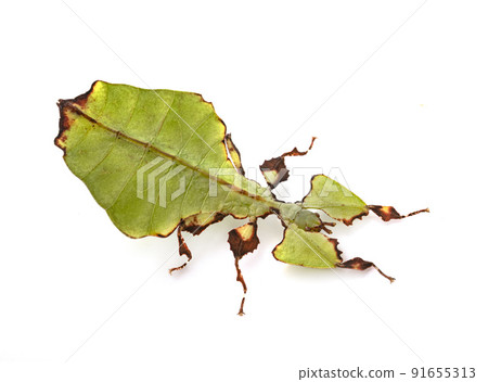 stick insect in studio stick insect in studio 91655313