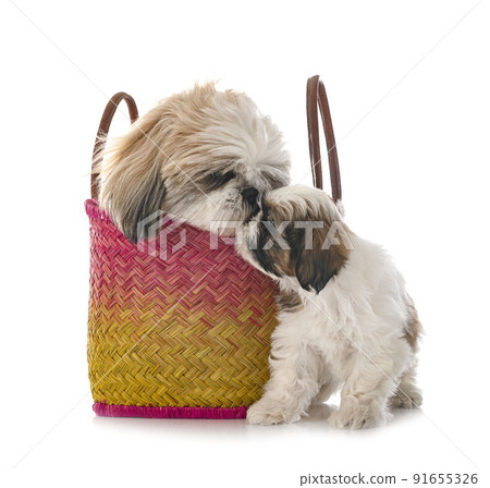 puppy and adult Shih Tzu in studio puppy and adult Shih Tzu in studio 91655326