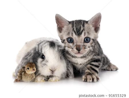 mini lop, chick and bengal kitten 91655329