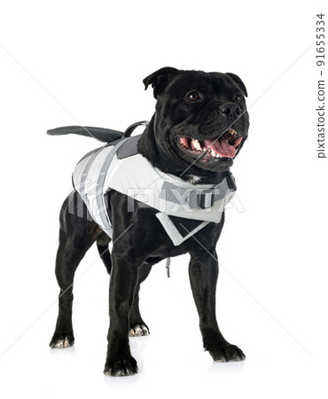staffordshire bull terrier and life jacket 91655334