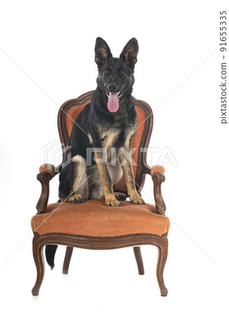 young german shepherd 91655335